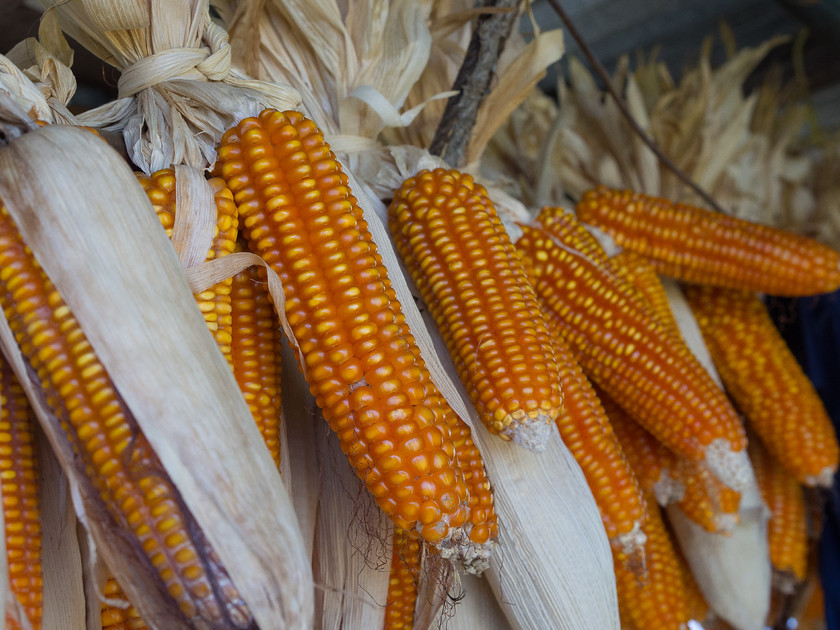 Drying Corn, Phong Me 
 Keywords: Bhutan, Eastern Bhutan, Olympus, Phong Me, countryside, rural