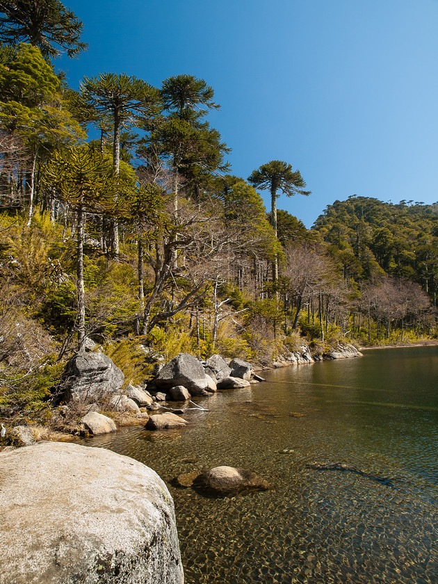 PA175831 
 Araucaria Trees, Huerquhue 
 Keywords: Chile, Collentañe, Región de la Araucanía, Chile, E-3, Huerquehue, Lake District, Olympus, South America, araucaria, forest, lakes, landscapes, mountains, travel, woodlands