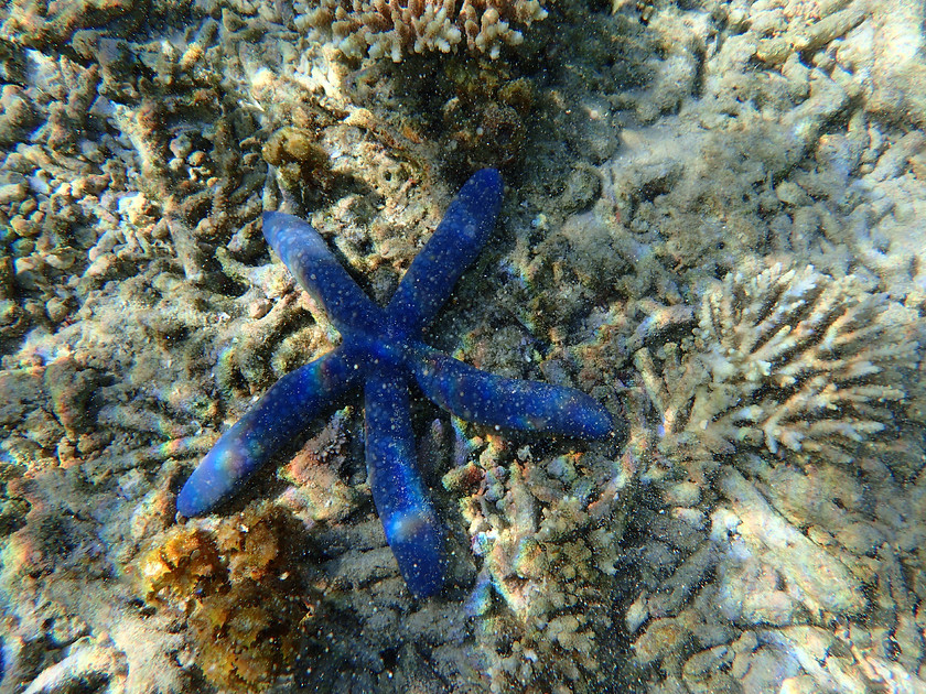 Blue Sea Star 
 OLYMPUS DIGITAL CAMERA 
 Keywords: Indonesia, coral, snorkelling, travel, underwater