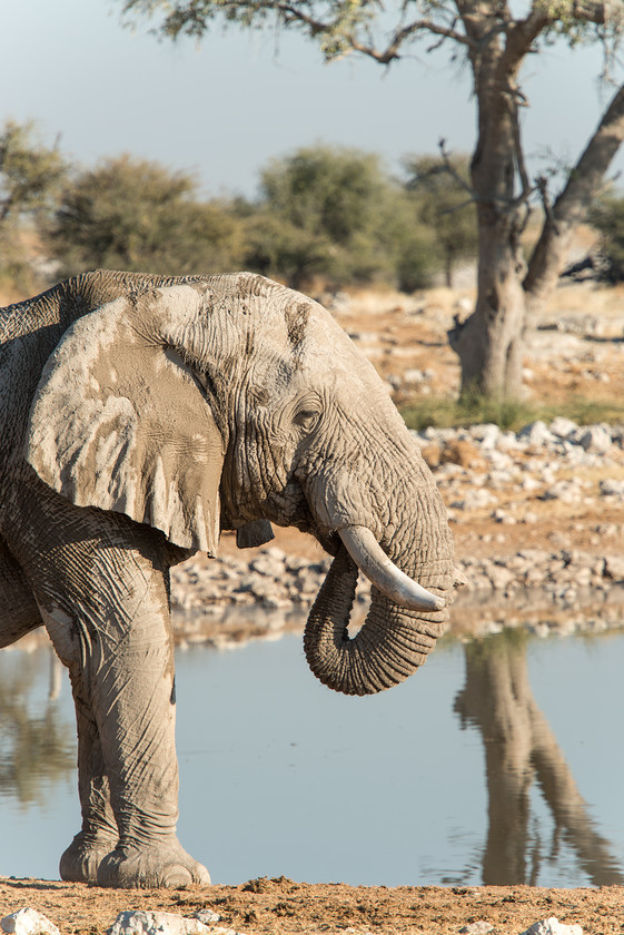 DSC 4378 
 Keywords: Africa, Etosha, Etosha National Park, Namibia, South West Africa, animals, elephants, mammals, travel, watering hole, wildlife