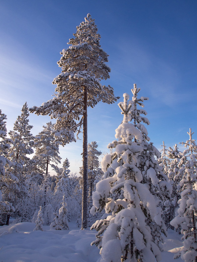 P2110407 
 Arctic Woods 
 Keywords: Europe, Finland, Lapland, Menesjarvi, Sub-Arctic, forest, landscapes, snow, travel, trees, winter, woodlands, woods