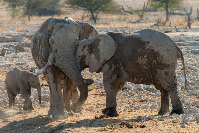 DSC 4240 
 Keywords: Africa, Etosha, Etosha National Park, Namibia, South West Africa, animals, elephants, mammals, travel, watering hole, wildlife